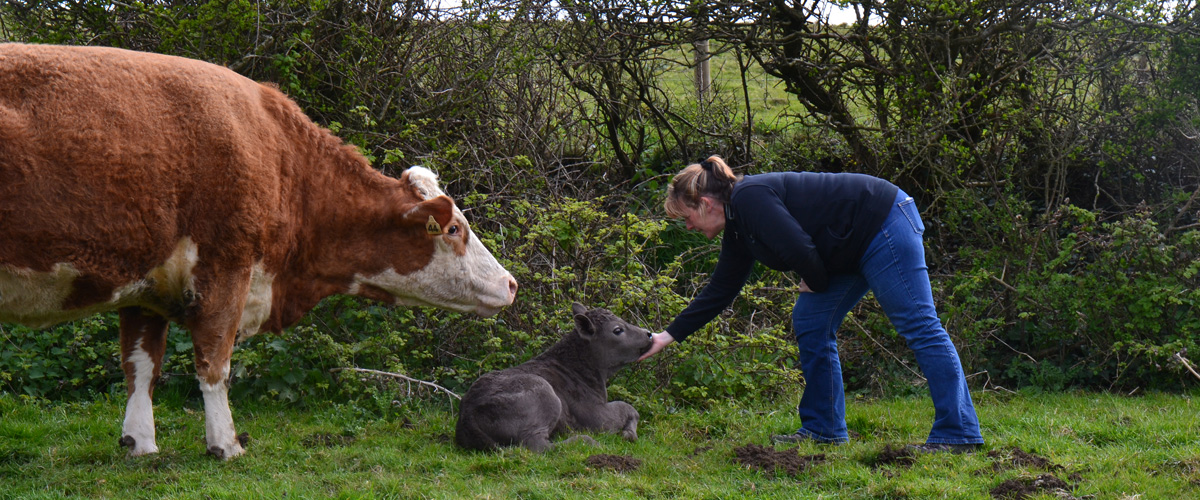 Compton Farm is a family run beef and arable farm