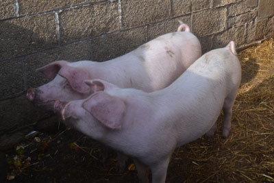 Theresa and Hilary our piglets