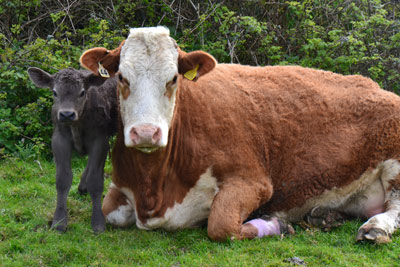 Mum and Baby